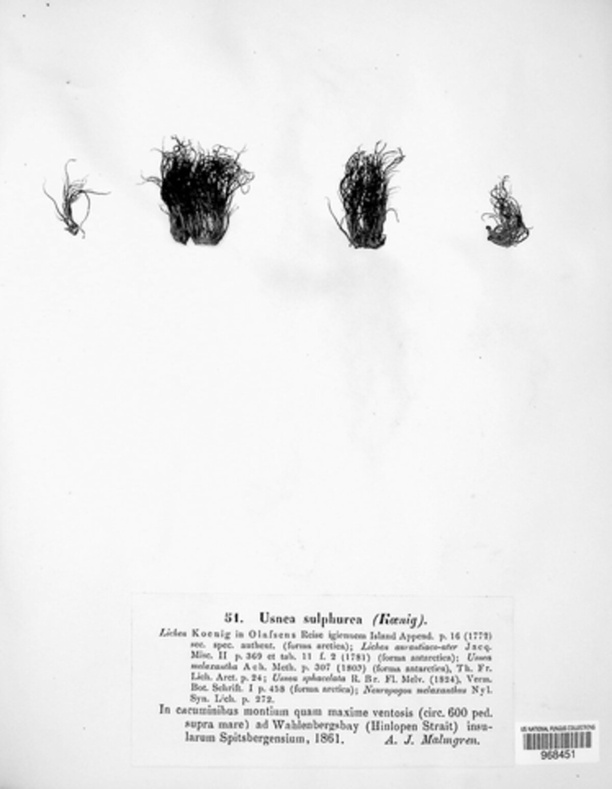 Usnea sulphurea image